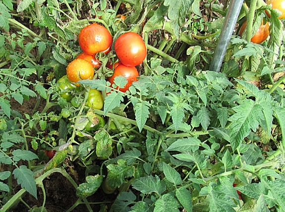 Tomatoes on vine