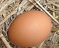 An egg on a bed of straw
